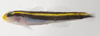 To NMNH Extant Collection (Elacatinus randalli USNM 413420 photograph lateral view)