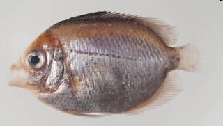To NMNH Extant Collection (Centropyge argi USNM 413417 photograph lateral view)