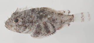 To NMNH Extant Collection (Scorpaena inermis USNM 413410 photograph lateral view)