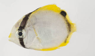 To NMNH Extant Collection (Chaetodon ocellatus USNM 413407 photograph lateral view)