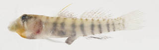 To NMNH Extant Collection (Elacatinus USNM 413396 photograph lateral view)