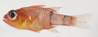 To NMNH Extant Collection (Apogon townsendi USNM 401890 photograph lateral view)
