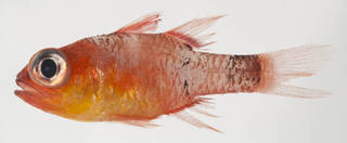 To NMNH Extant Collection (Apogon townsendi USNM 401889 photograph lateral view)