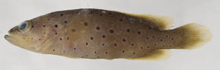 To NMNH Extant Collection (Rypticus carpenteri USNM 401042 photograph lateral view)