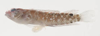 To NMNH Extant Collection (Starksia springeri USNM 399658 photograph lateral view)