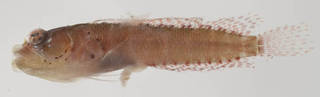 To NMNH Extant Collection (Starksia hassi USNM 399629 photograph lateral view)