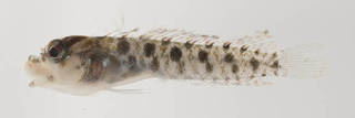 To NMNH Extant Collection (Starksia sluiteri USNM 399625 photograph lateral view)