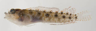 To NMNH Extant Collection (Starksia sluiteri USNM 399624 photograph lateral view)