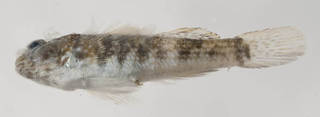 To NMNH Extant Collection (Bathygobius mystacium USNM 398100 photograph lateral view)