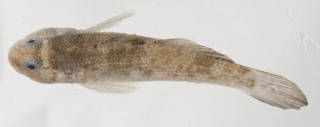 To NMNH Extant Collection (Bathygobius antilliensis USNM 398068 photograph lateral view)