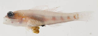 To NMNH Extant Collection (Coryphopterus personatus USNM 394897 photograph lateral view)