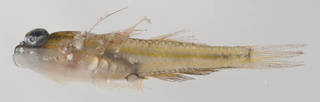 To NMNH Extant Collection (Coryphopterus lipernes USNM 394894 photograph lateral view)