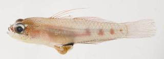 To NMNH Extant Collection (Coryphopterus hyalinus USNM 394891 photograph lateral view)