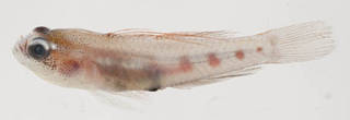 To NMNH Extant Collection (Coryphopterus hyalinus USNM 394890 photograph lateral view)