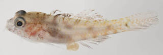 To NMNH Extant Collection (Coryphopterus alloides USNM 394882 photograph lateral view)