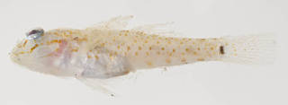 To NMNH Extant Collection (Coryphopterus thrix USNM 394761 photograph lateral view)
