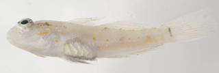 To NMNH Extant Collection (Coryphopterus venezuelae USNM 394739 photograph lateral view)