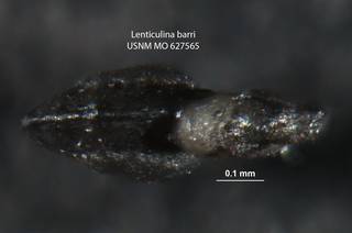 To NMNH Paleobiology Collection (Lenticulina barri USNM 627565 Para 1of 3 leftb)