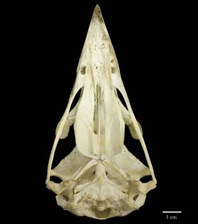 To NMNH Extant Collection (USNM292774 Haliaeetus albicilla ventral skull (2))