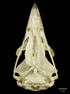 To NMNH Extant Collection (USNM292774 Haliaeetus albicilla ventral skull (3))