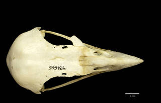 To NMNH Extant Collection (USNM431665 Haliaeetus vocifer dorsal skull)