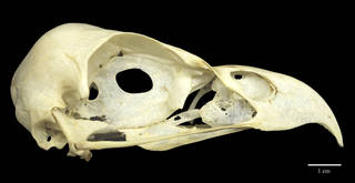 To NMNH Extant Collection (USNM431665 Haliaeetus vocifer lateral skull)