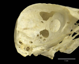To NMNH Extant Collection (USNM431684 Pernis apivorus rostrolateral skull)