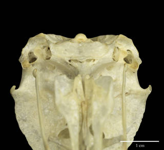 To NMNH Extant Collection (USNM431684 Pernis apivorus rostroventral skull)