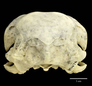 To NMNH Extant Collection (USNM491476 Aquila chrysaetos caudal skull)