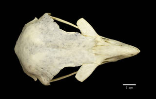 To NMNH Extant Collection (USNM491476 Aquila chrysaetos dorsal skull)