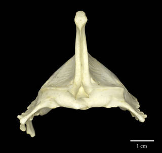 To NMNH Extant Collection (USNM560784 Haliaeetus leucogaster rostral sternum)