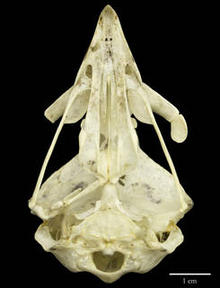 To NMNH Extant Collection (USNM610349 Accipiter gentilis  ventral skull)