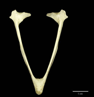 To NMNH Extant Collection (USNM623327 Milvus migrans ventral jaw)