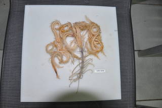 To NMNH Extant Collection (IZ 1198553 (CURI13016) specimen image)