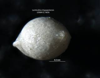 To NMNH Paleobiology Collection (Lenticulina chapapotensis CC 9839 para b)