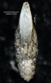 To NMNH Paleobiology Collection (Lenticulina cibaoensis CC 63393 holo b)