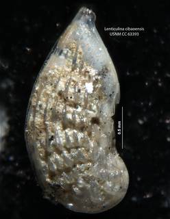 To NMNH Paleobiology Collection (Lenticulina cibaoensis CC 63393 holo a)