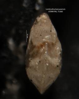 To NMNH Paleobiology Collection (Lenticulina kansasensis USNM 75360 holo b)