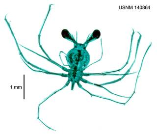 To NMNH Extant Collection (USNM 140864 Scyllarides astori)