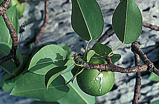 To NMNH Extant Collection (Hipomanemancinella.jpg)