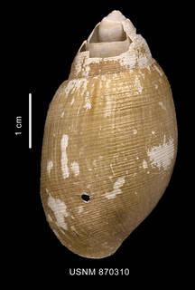 To NMNH Extant Collection (Neoactaeonina edentula (Watson, 1883) dorsal view)