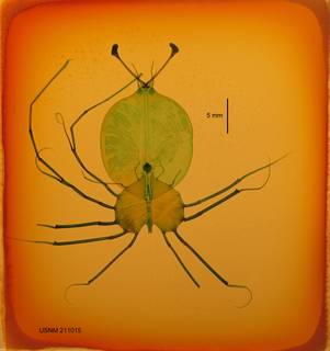 To NMNH Extant Collection (USNM 211015 Scyllarides astori)