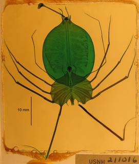To NMNH Extant Collection (USNM 211016 Scyllarides squamous)