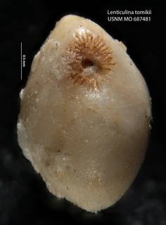 To NMNH Paleobiology Collection (Lenticulina tomikii USNM 687481 holo b)