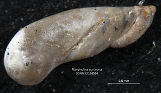 To NMNH Paleobiology Collection (Marginulina austinana CC24024)