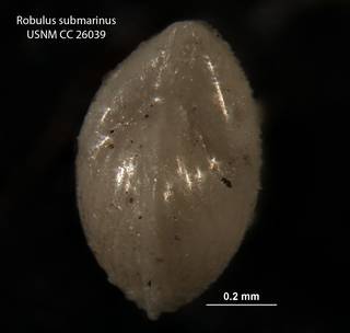 To NMNH Paleobiology Collection (Robulus submarinus USNM CC 26038 para b)
