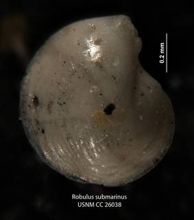 To NMNH Paleobiology Collection (Robulus submarinus USNM CC 26038)