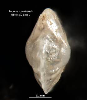To NMNH Paleobiology Collection (Robulus sumatrensis CC38150 para b)