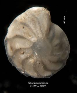To NMNH Paleobiology Collection (Robulus sumatrensis CC38150 para a)