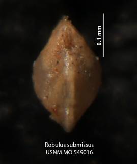 To NMNH Paleobiology Collection (Robulus submissus USNM 549016 holo a)